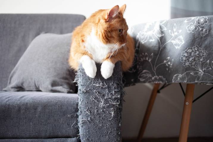 tabby cat perched on top of a scratched sofa armrest