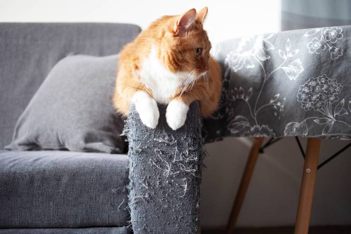 Train kitten not 2024 to scratch furniture