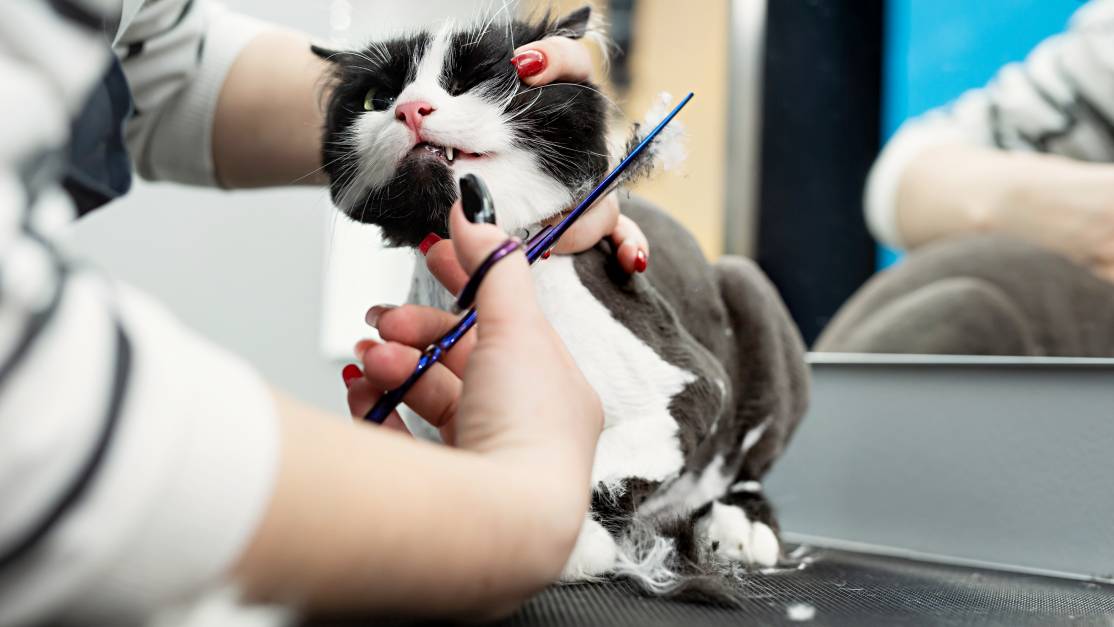 Cat store haircut cost