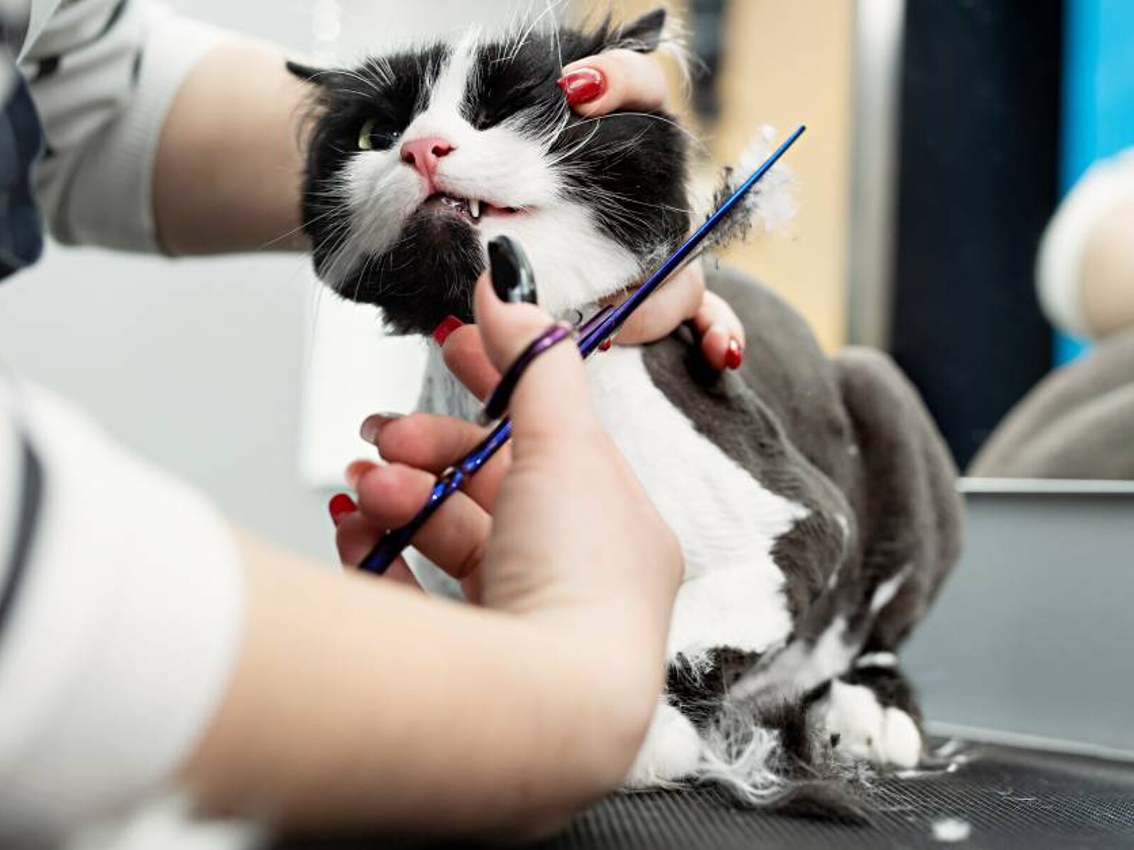 What is the Average Cost of Cat Grooming: Ultimate Price Guide 2025