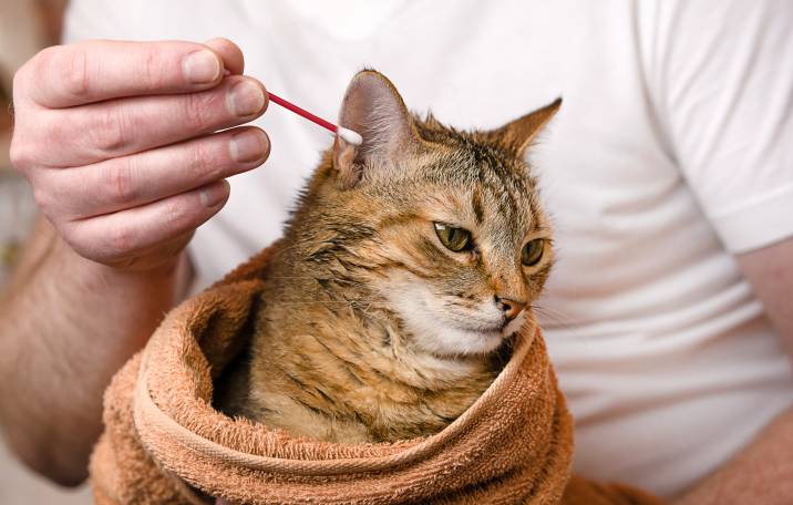 a man cleaning a cat's ears