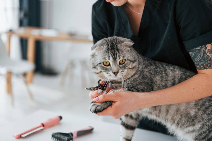 a woman clipping a cat's nails