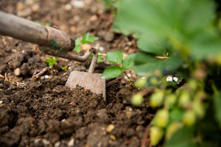 garden hoe on soil