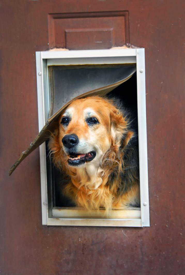 dog peeking out of new pet door