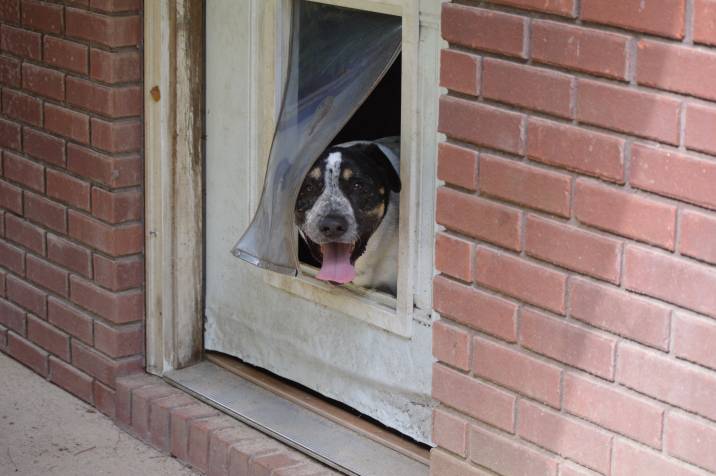 a dog looking out a pet door