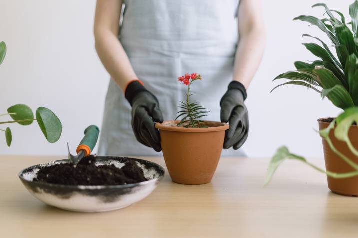 a woman transplanting a flower seedling