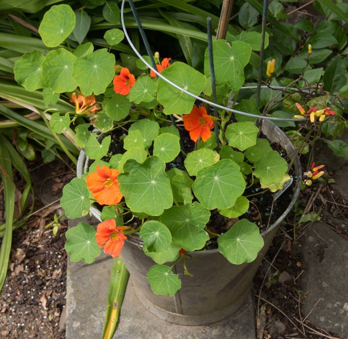 galvanised bucket used as a planter