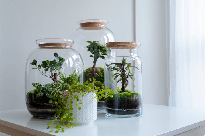 plants in a glass container