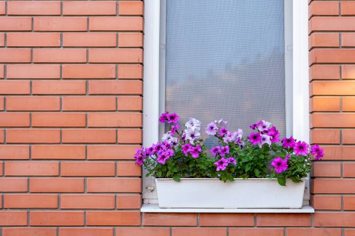 flowers in a plant box