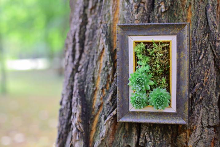 succulent wall frame planter on tree