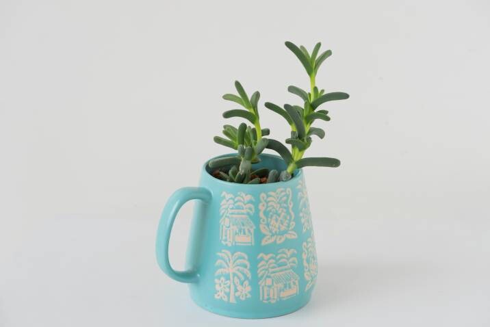 succulent plant in a blue mug