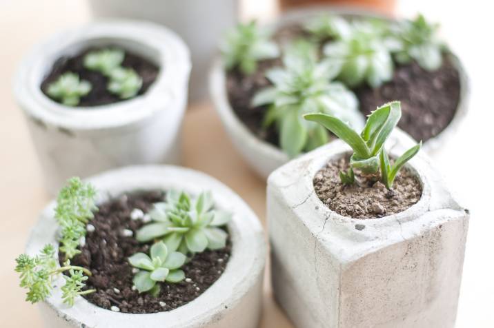 succulents in concrete pots