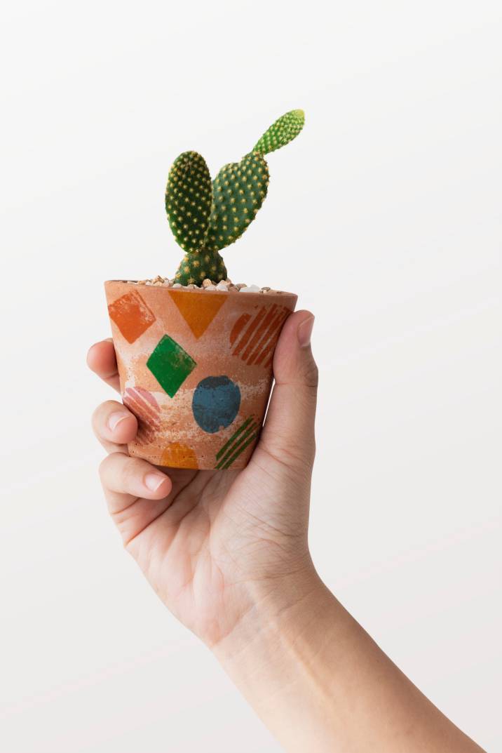 succulent in a painted terracotta pot