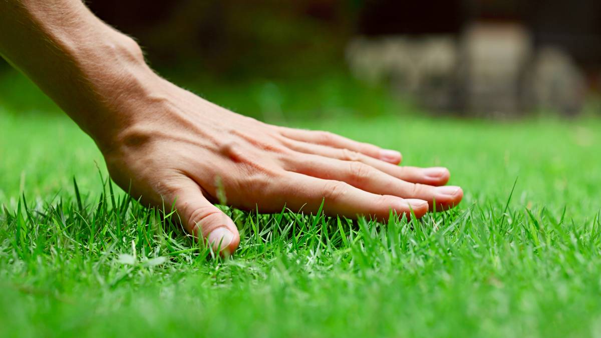 gardener caring for a lawn