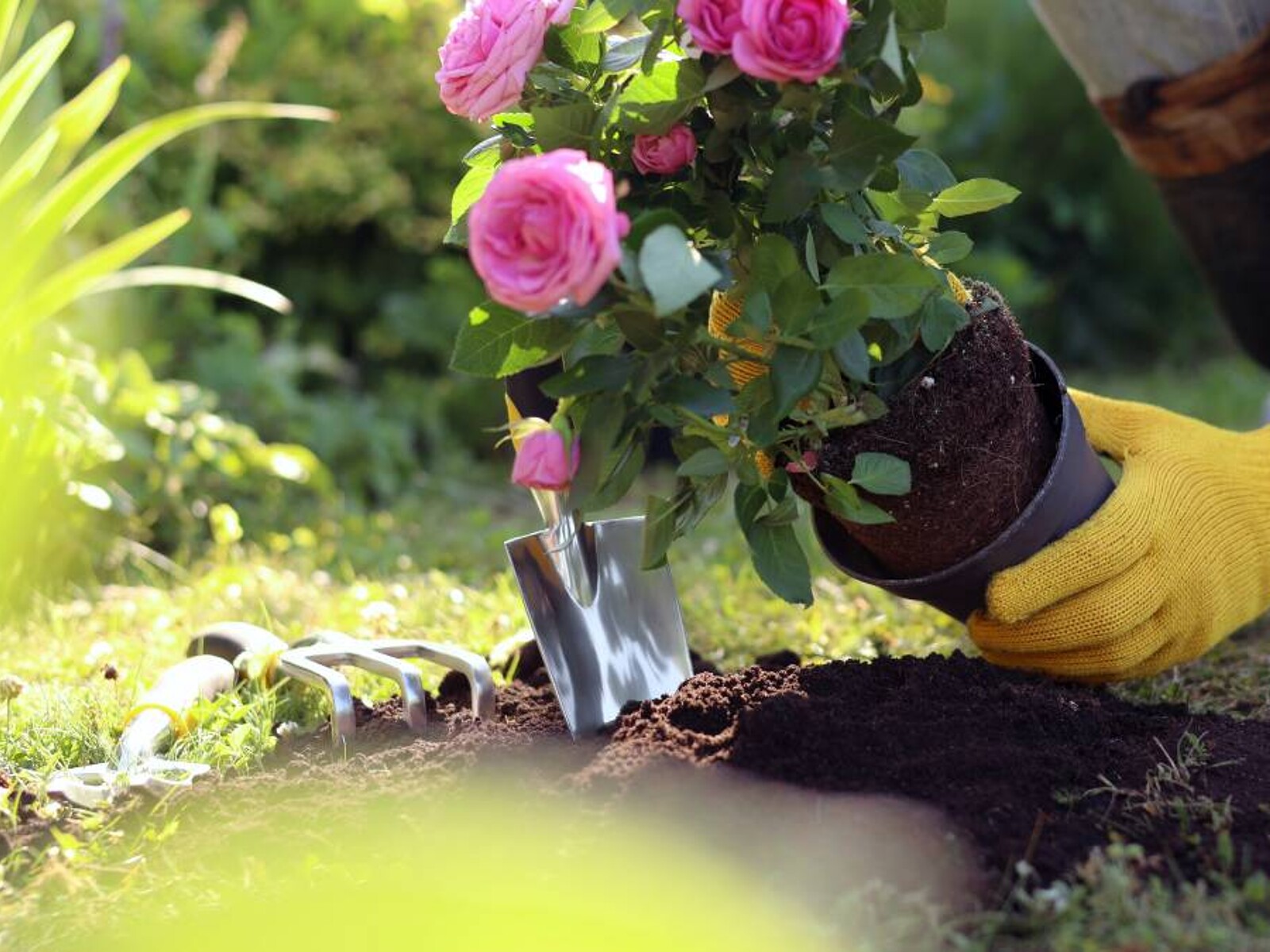 17 Easy plants to grow for beginners | Airtasker US