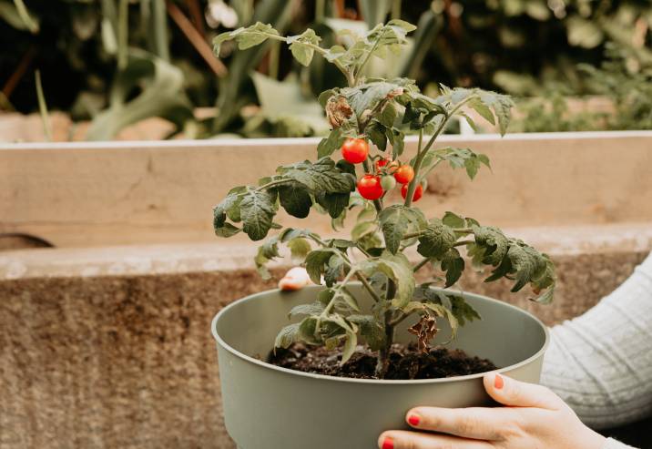 homegrown-tomatoes