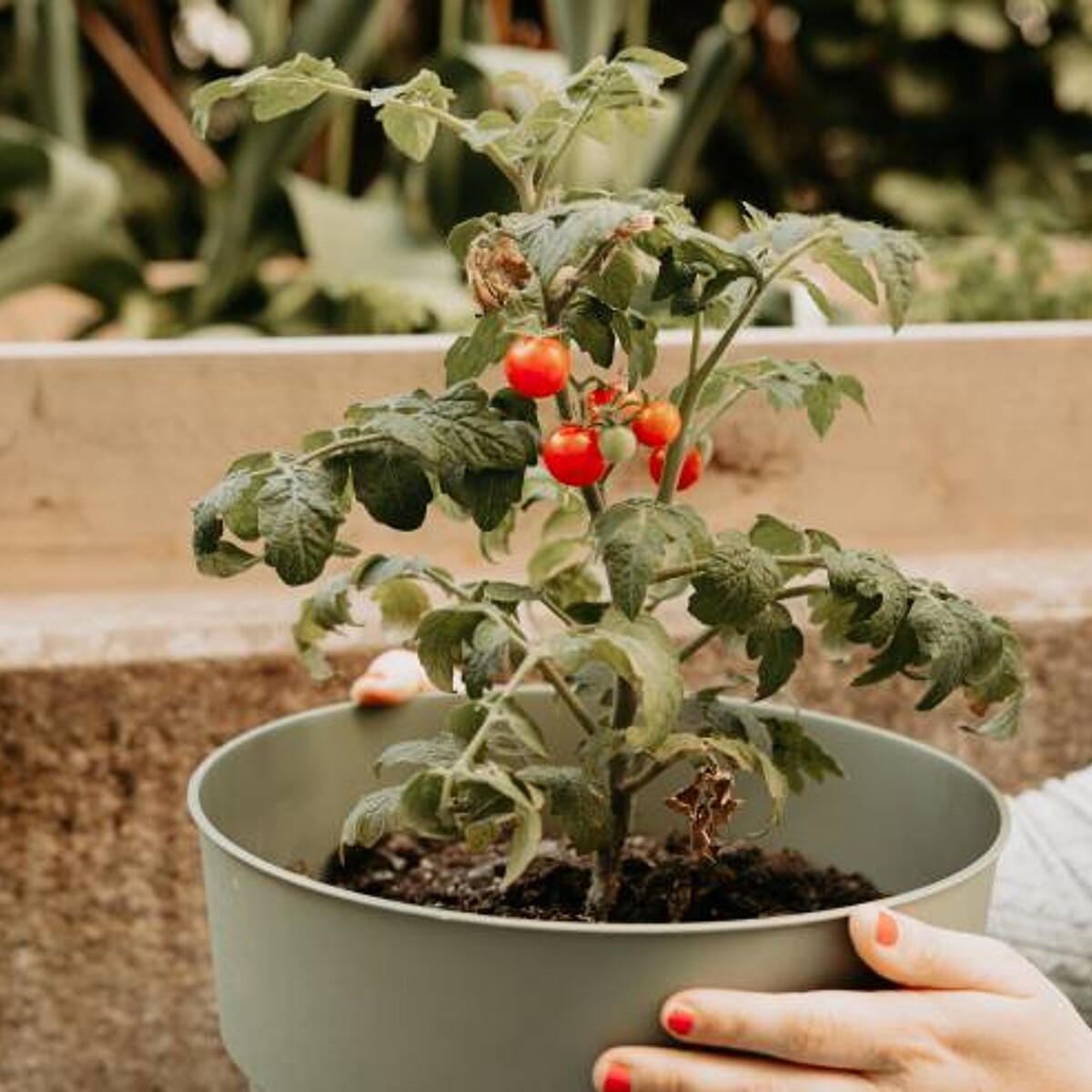 17 Easy plants to grow for beginners | Airtasker US