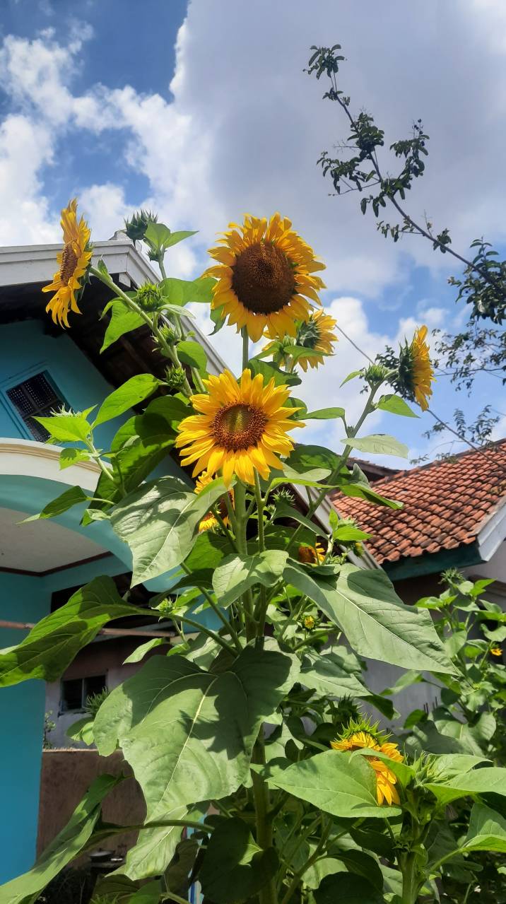 sunflower-planted-in-a-home-garden