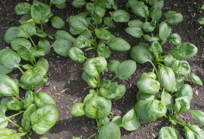 homegrown-organic-spinach