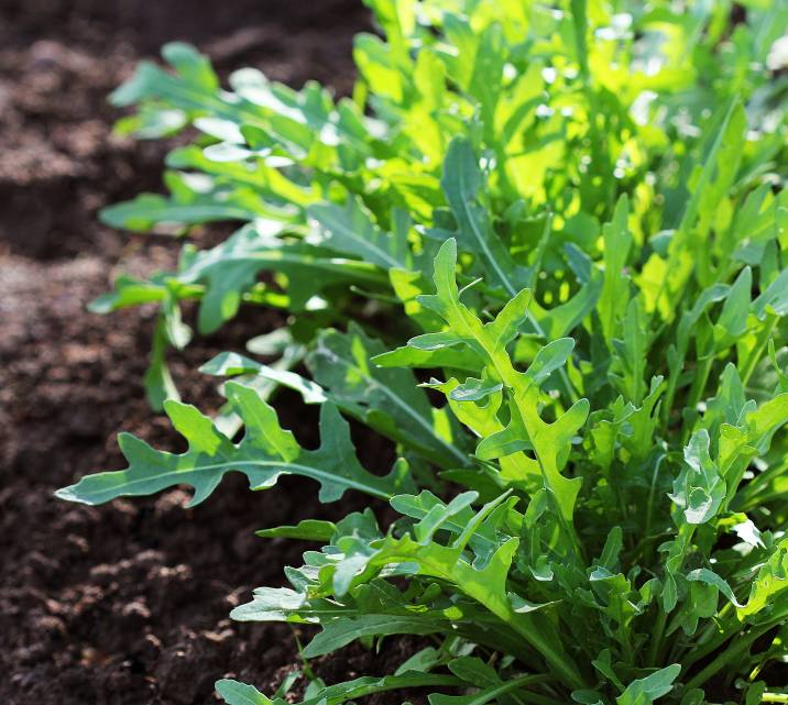 homegrown-arugula