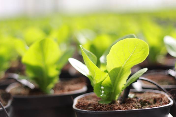 baby-bok-choi-in-vegetable-garden