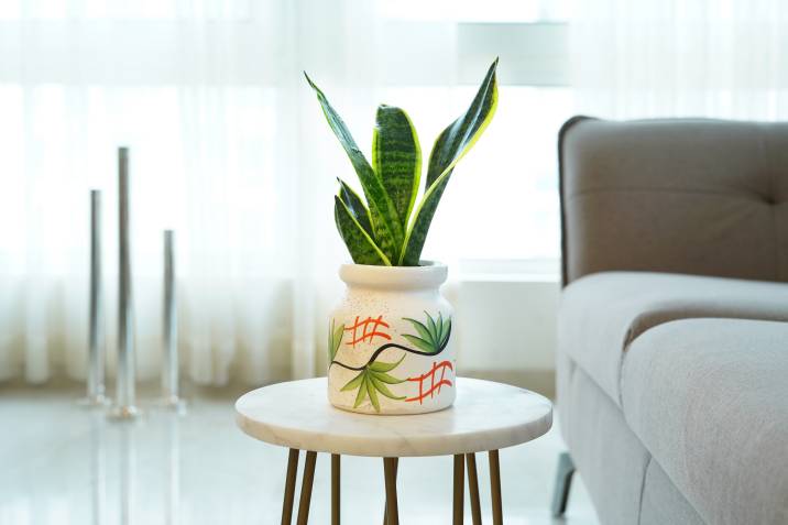 snake-plant-in-living-room