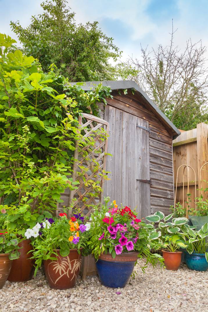 A weathered wooden shed partially hidden by overgrown plants and a wooden trellis, nestled in a corner of a garden