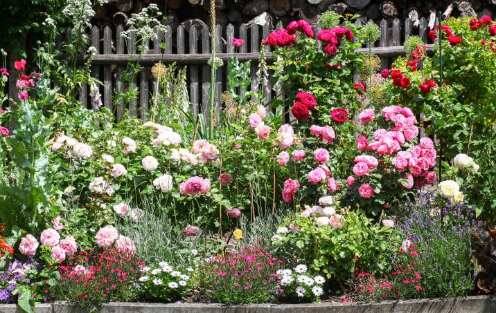 flowerbed-with-colorful-roses