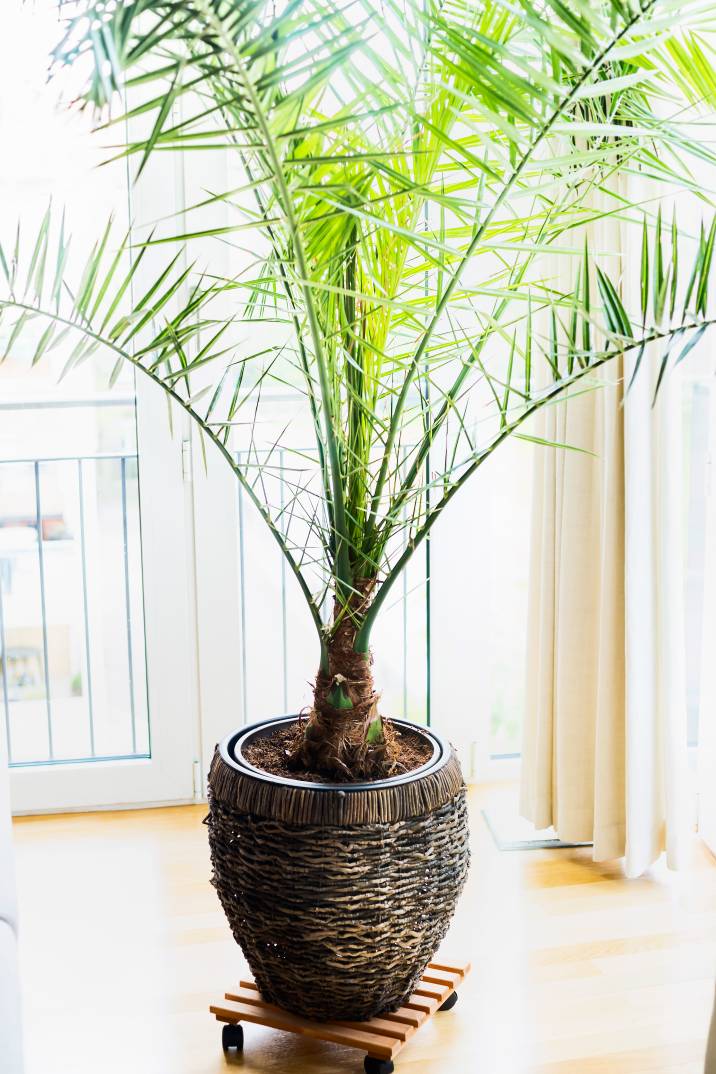 potted-palm-by-the-window