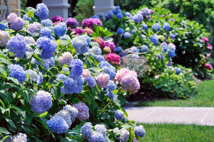 beautiful-hydrangeas-in-home-garden