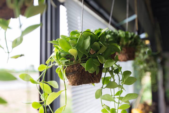 plants-haning-on-window-sill