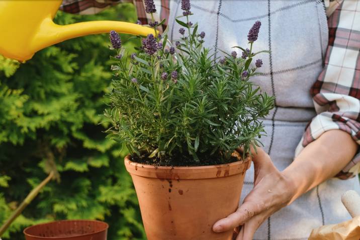 gardener-watering-lavender-plant-in-pot