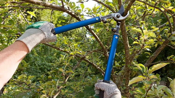 How Much Does Tree Pruning Cost in Australia? | Airtasker AU