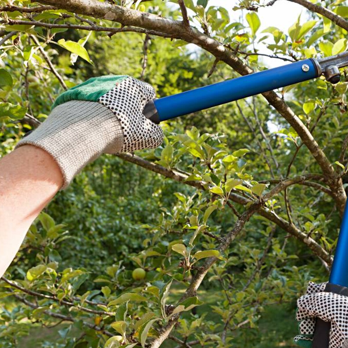 Tree Removal servicing Kennewick thumbnail