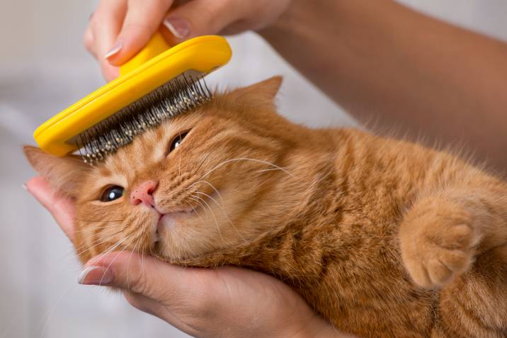 a cat being brushed
