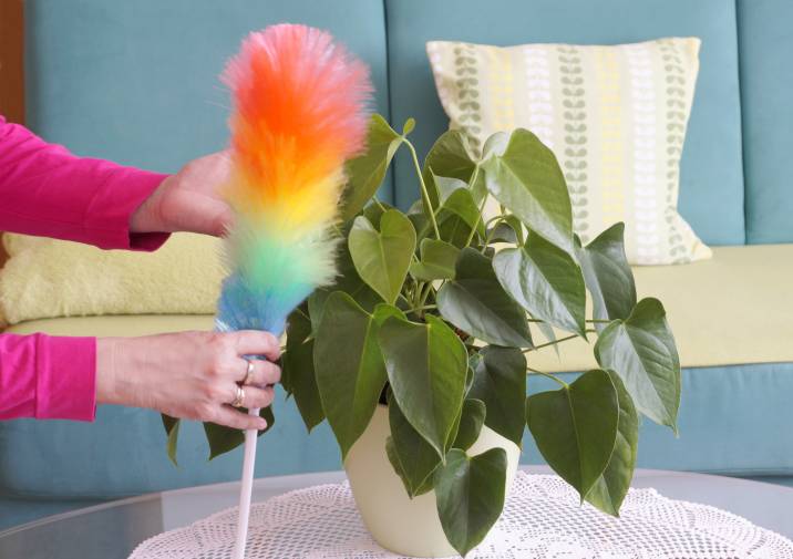colourful static duster in woman's hands, cleaning dust on home plant