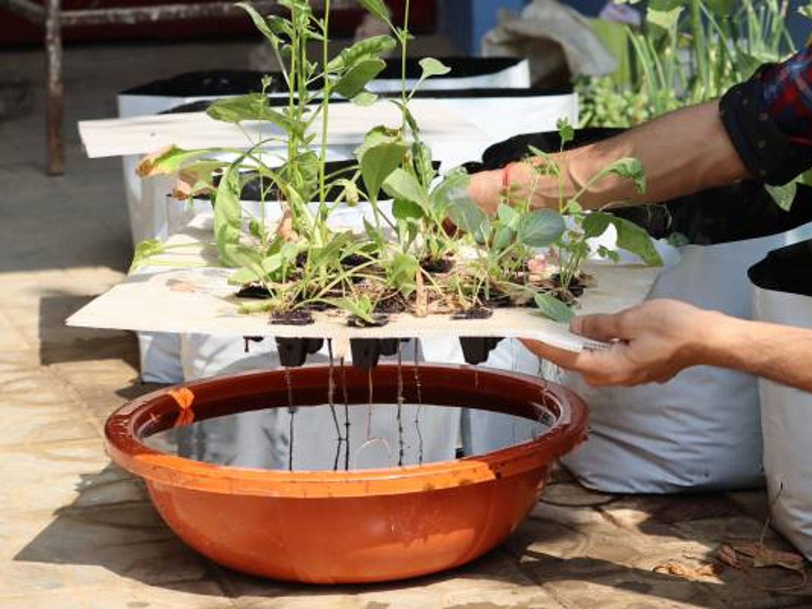 How to Build an Indoor Drio Hydroponic Garden: Step-by-Step Guide