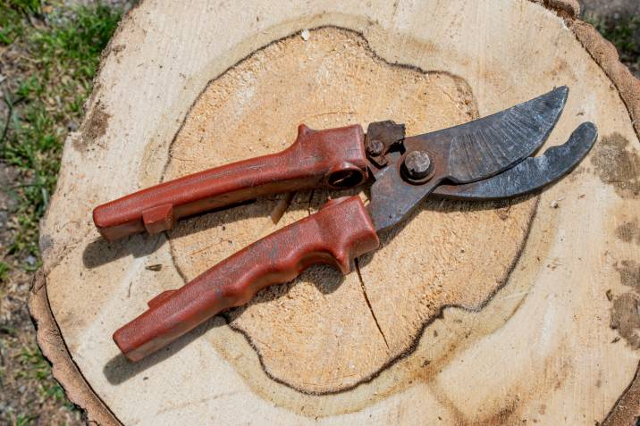 a rusty pair of secateurs