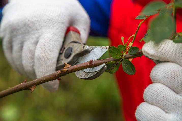 gardener using their secateurs on a plant