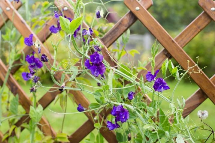 trellis fence in a garden with flowers