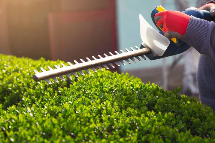 How To Trim Hedges: A Step-by-Step Guide | Airtasker AU