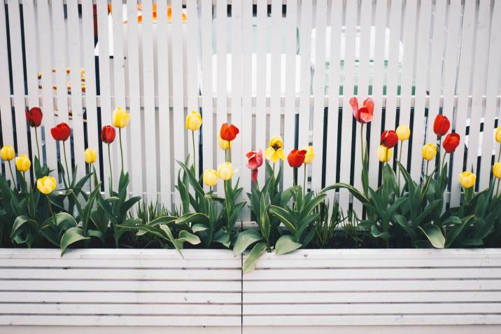 tulip plants by a garden fence