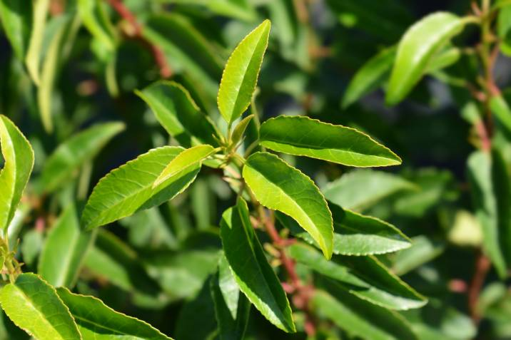 Portuguese laurel plant