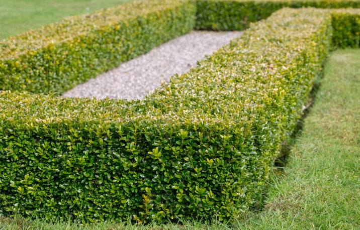 box hedge plant