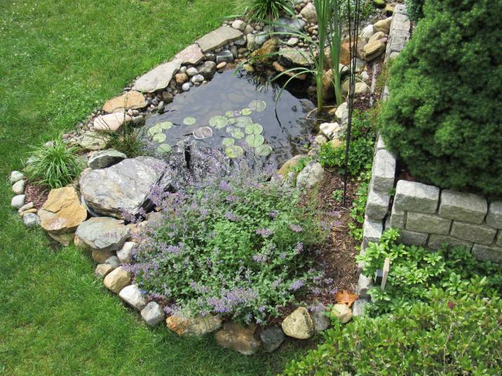 a clean pond with rocks and plants