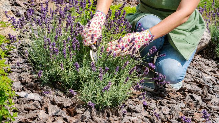 Pruning lavender