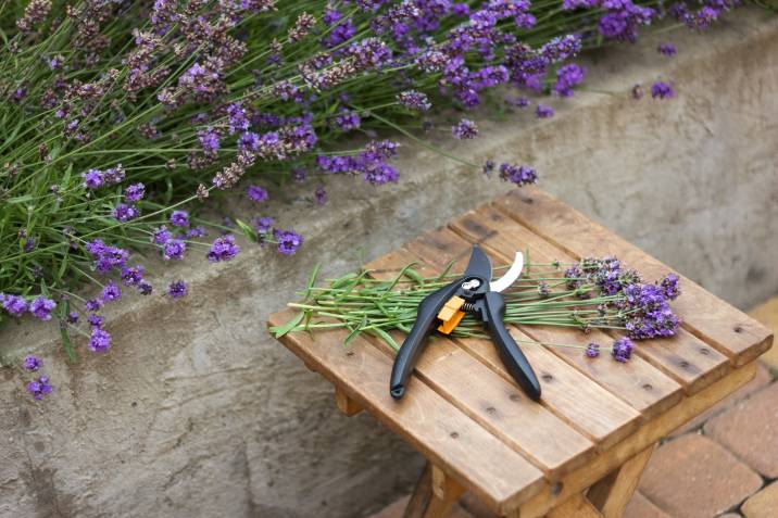 Pruning shears for lavender