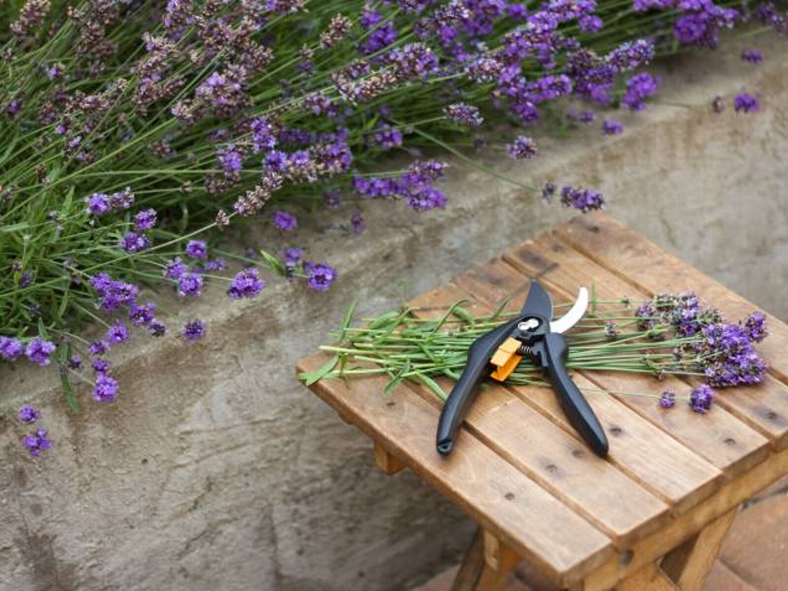 How to Prune Lavender for Healthy Growth | Airtasker US