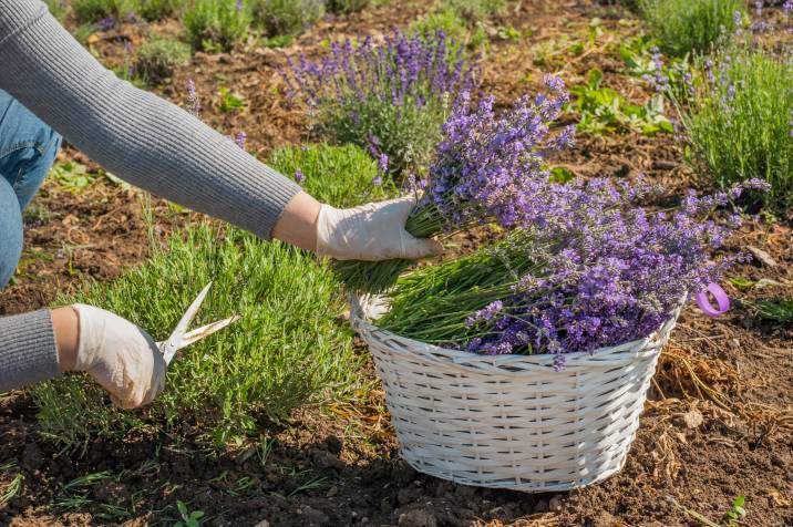 Collecting lavender after pruning