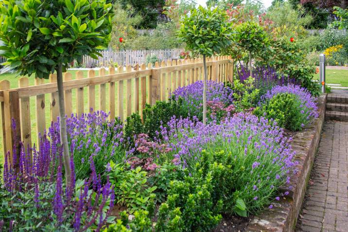 Maintain lavender garden